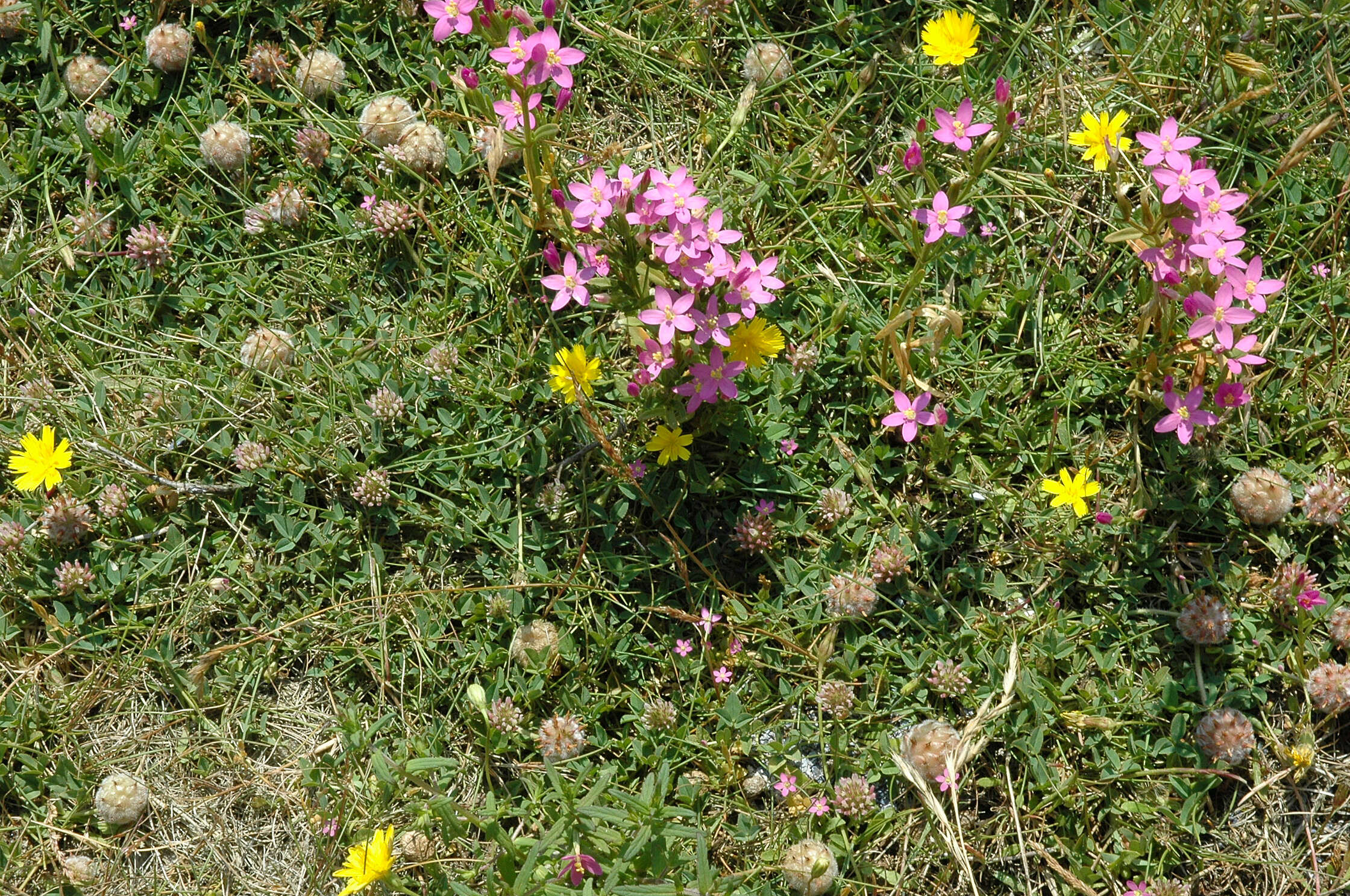 Image of branched centaury