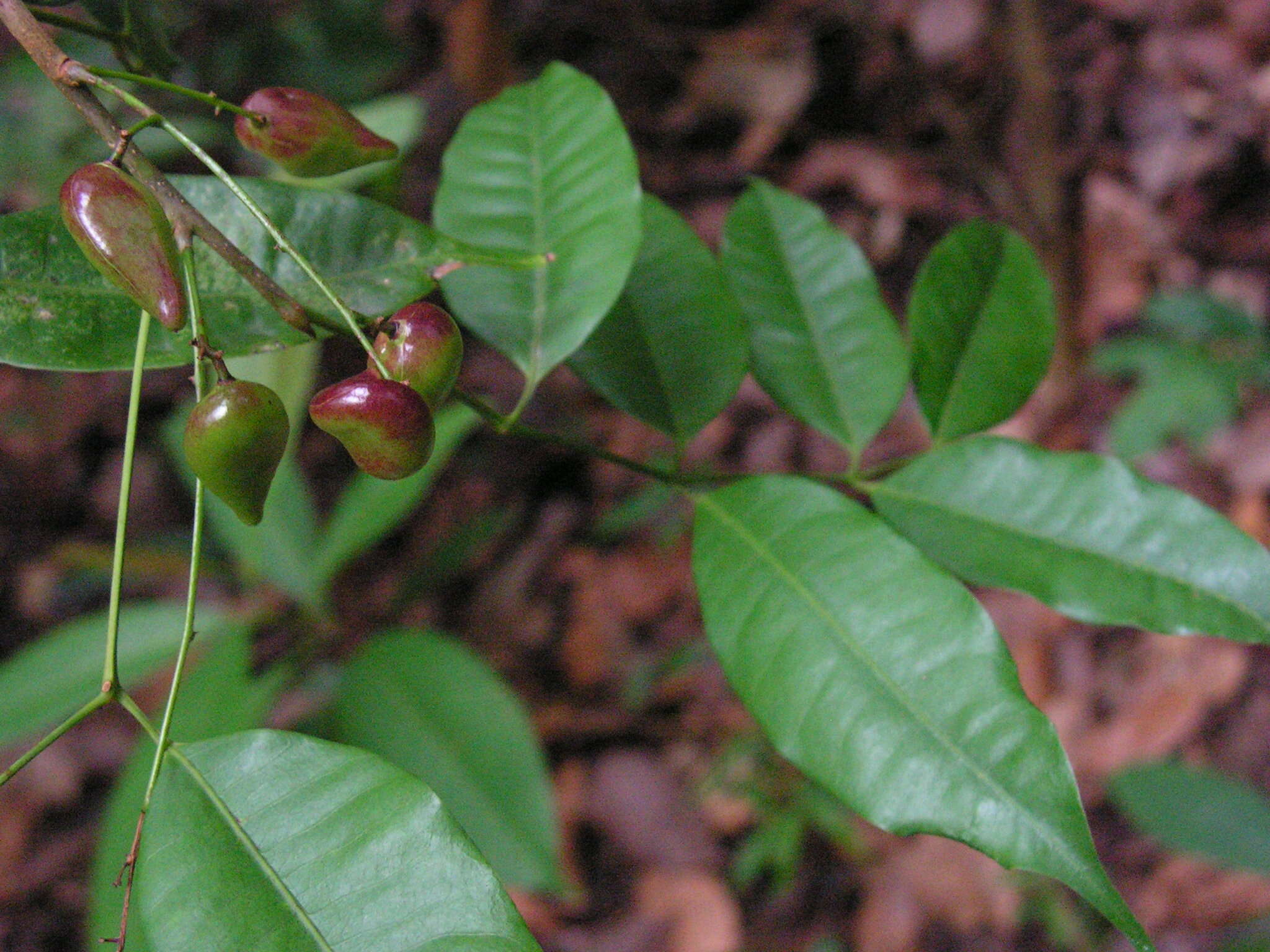 Image of Protium aracouchini (Aubl.) Marchand