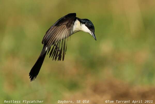 Image of Restless Flycatcher