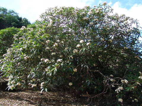 Image of plumeria