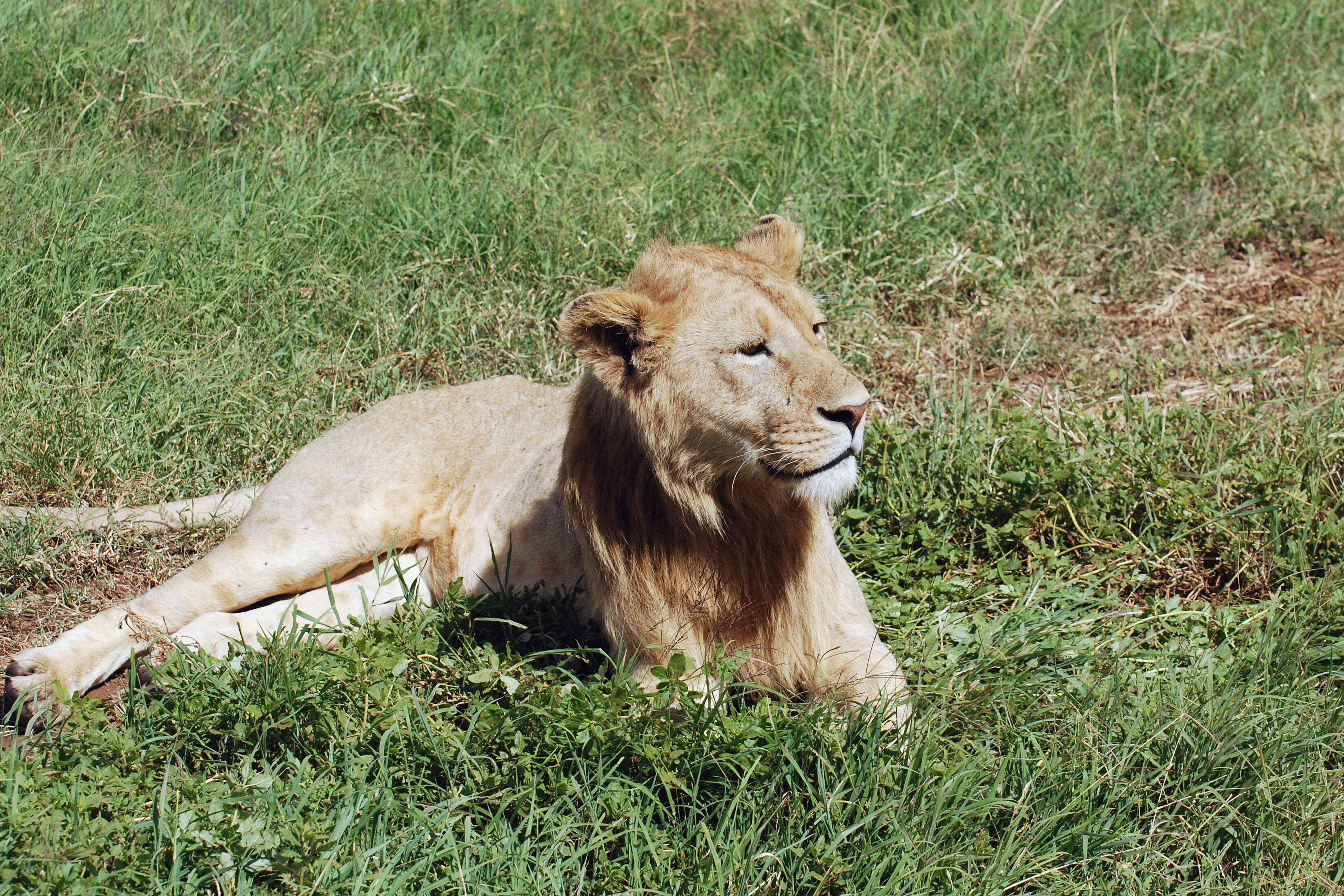 Image of big cats