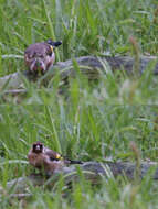 Imagem de Carduelis carduelis parva Tschusi 1901