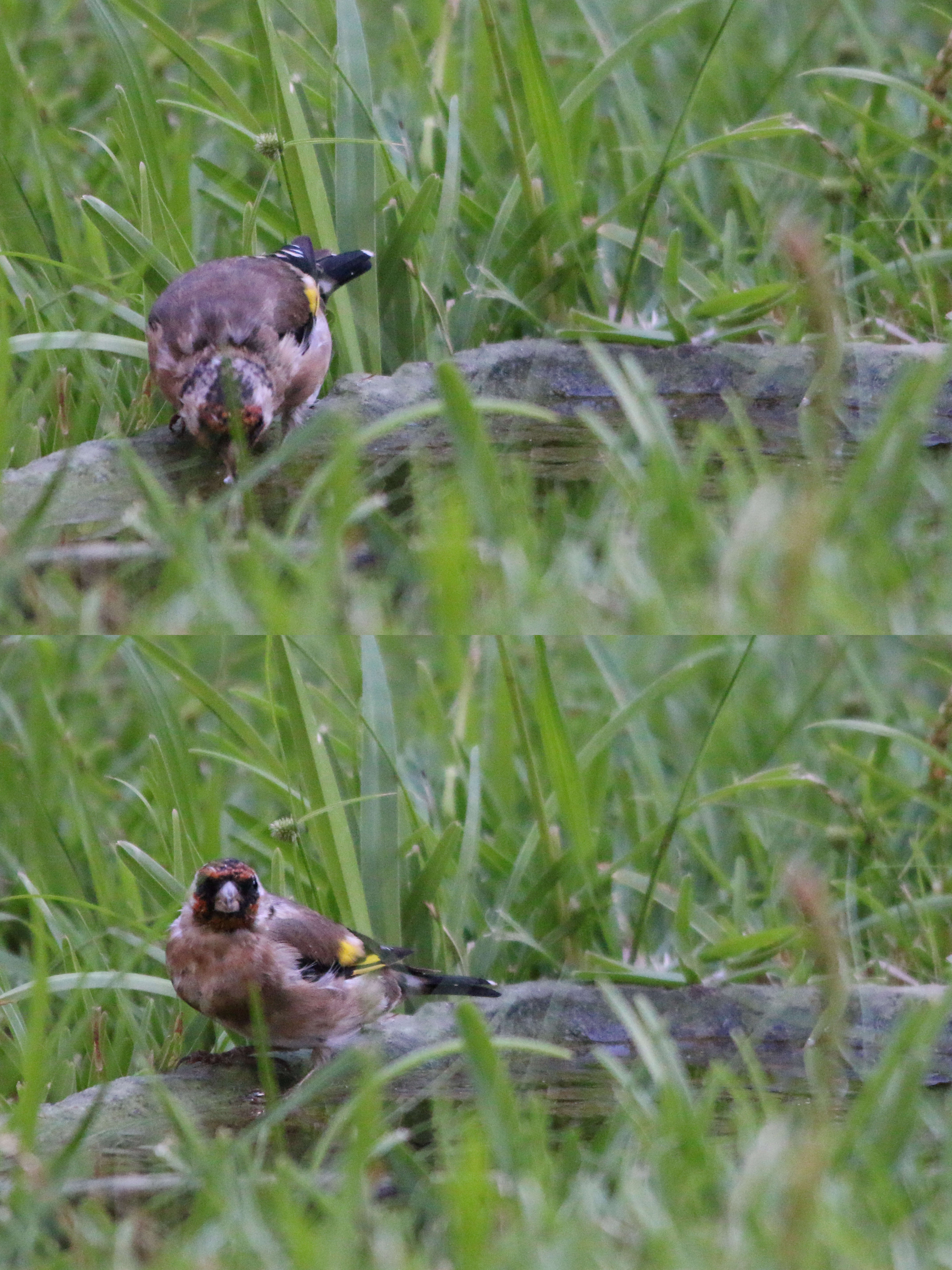 Image of Carduelis carduelis parva Tschusi 1901