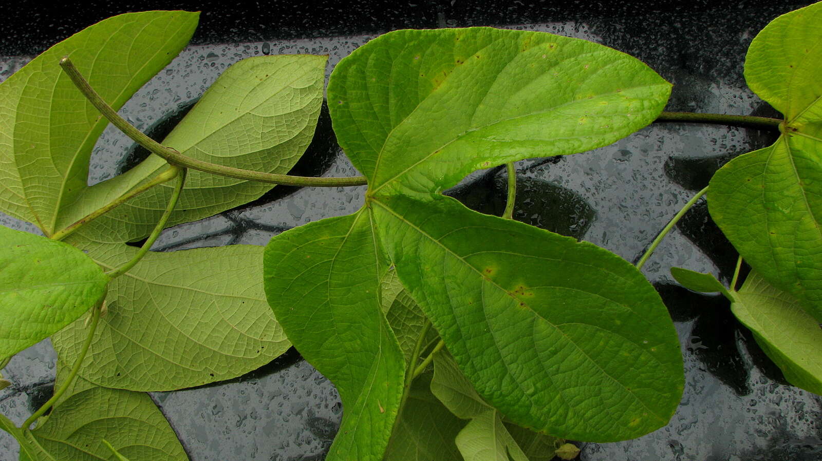 Image of Dalechampia tiliifolia Lam.