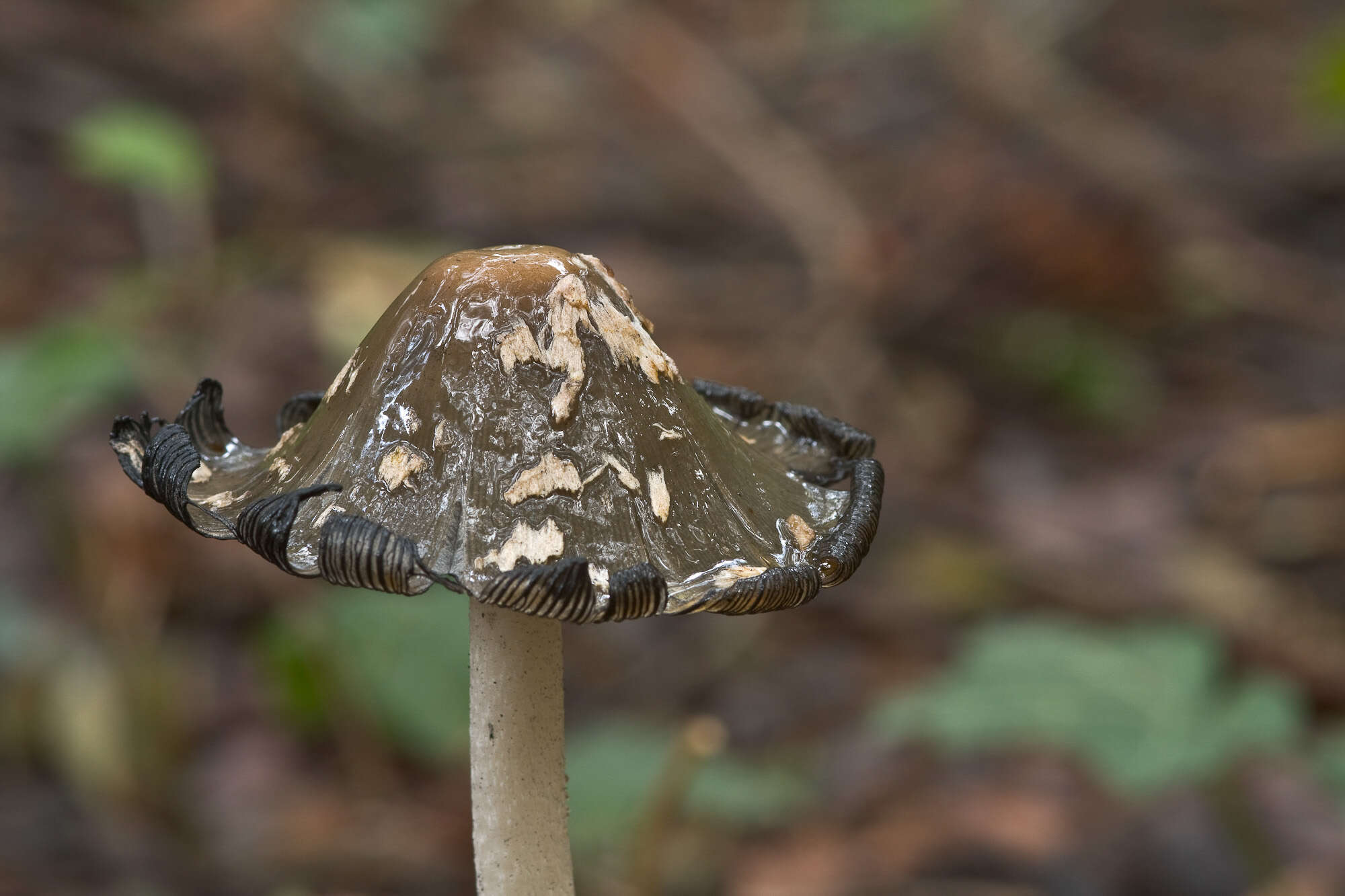 Image of Coprinopsis