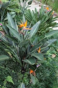 Image de Strelitzia reginae Banks