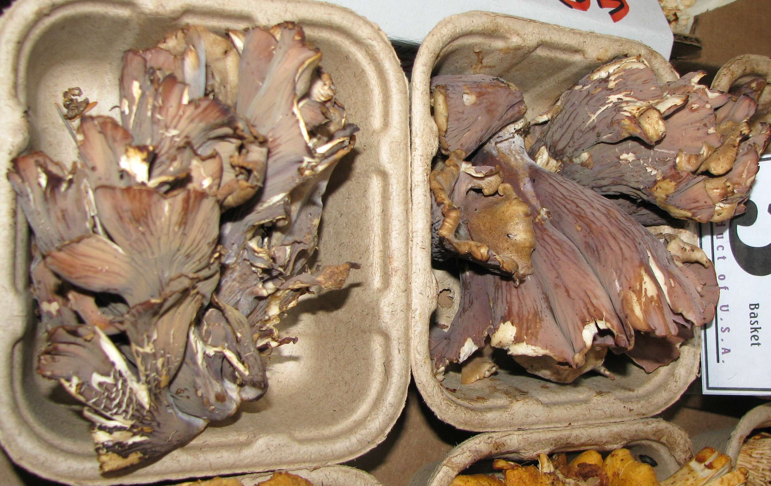 Image of Pig’s ear