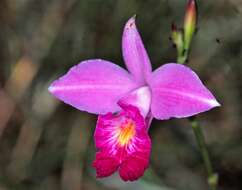 Image of Bamboo orchid