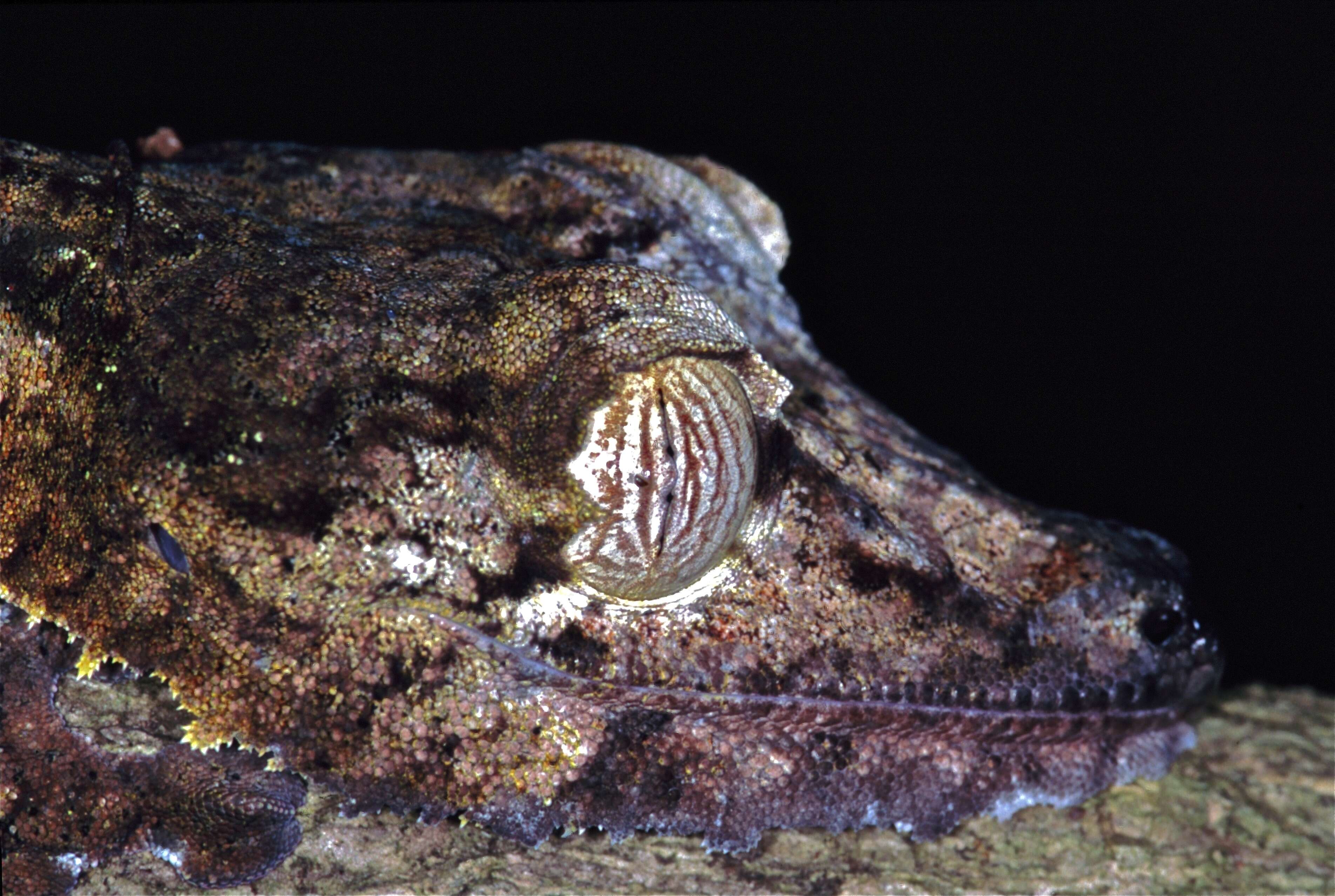 Image of Flat-tail geckos