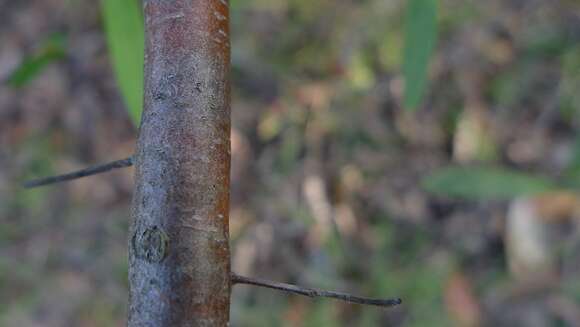 Image of Grevillea diffusa Sieber ex Meissn.