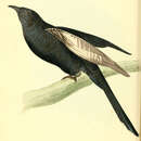 Image of Black Cuckoo-shrike