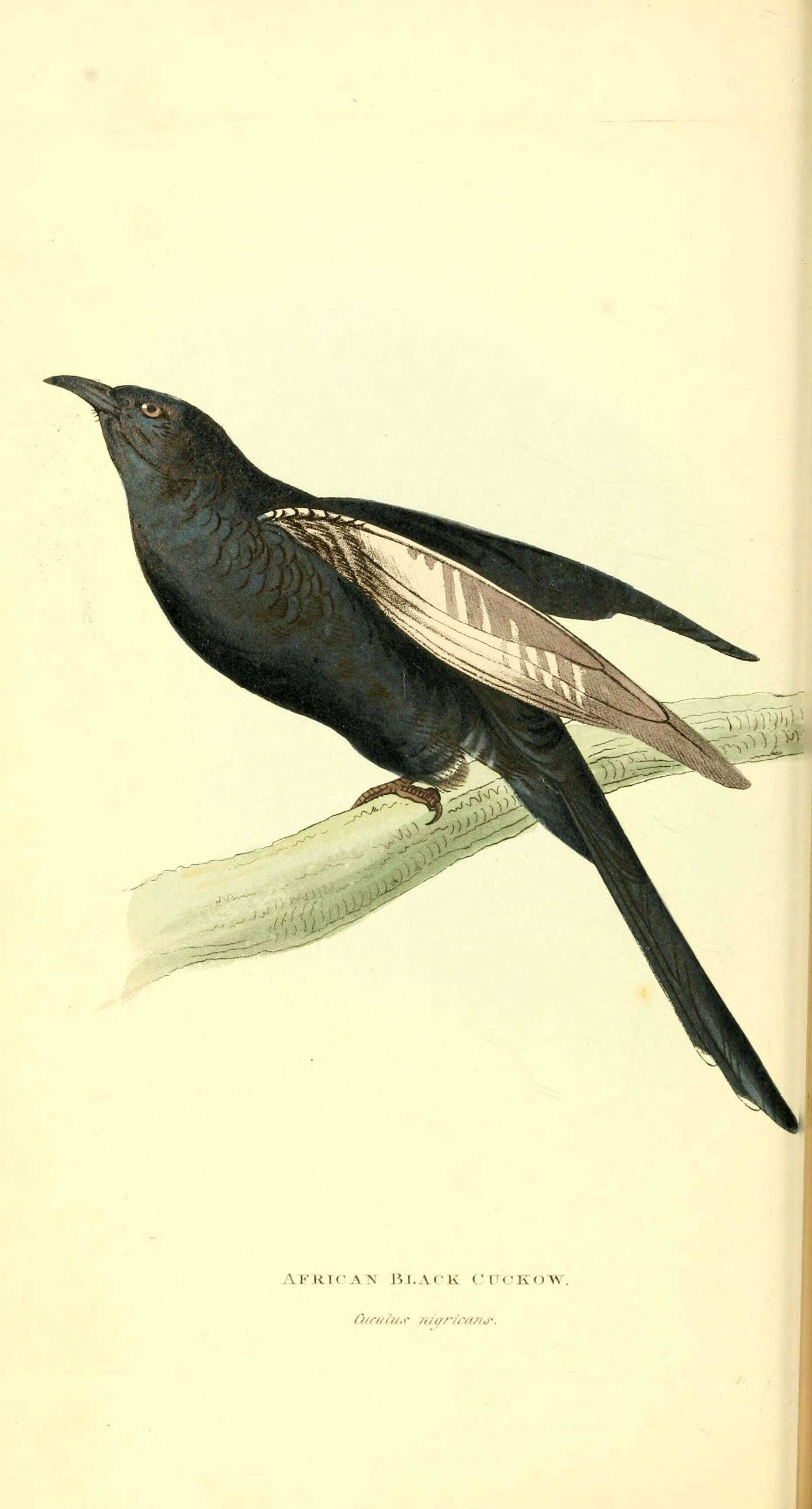 Image of Black Cuckoo-shrike