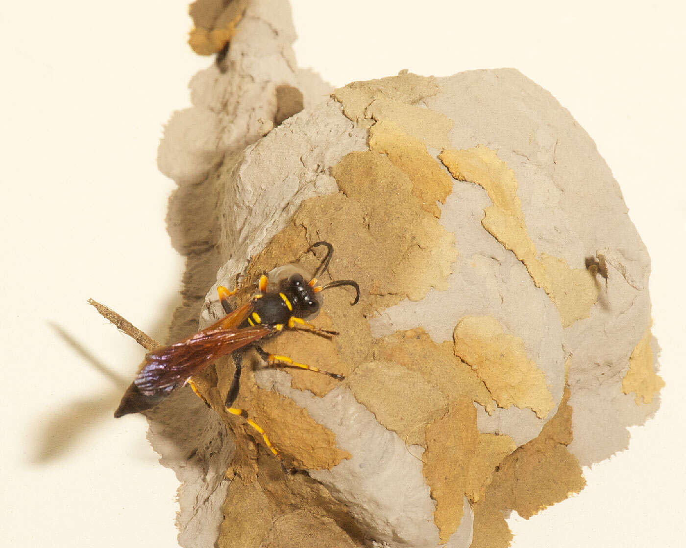 Image of mud daubers