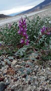 Image of Freckled Milkvetch