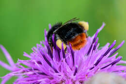 Image of Red tailed bumblebee