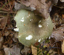 Image of Russula furcata Pers. 1796