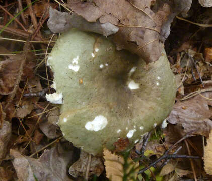 Image de Russula furcata Pers. 1796