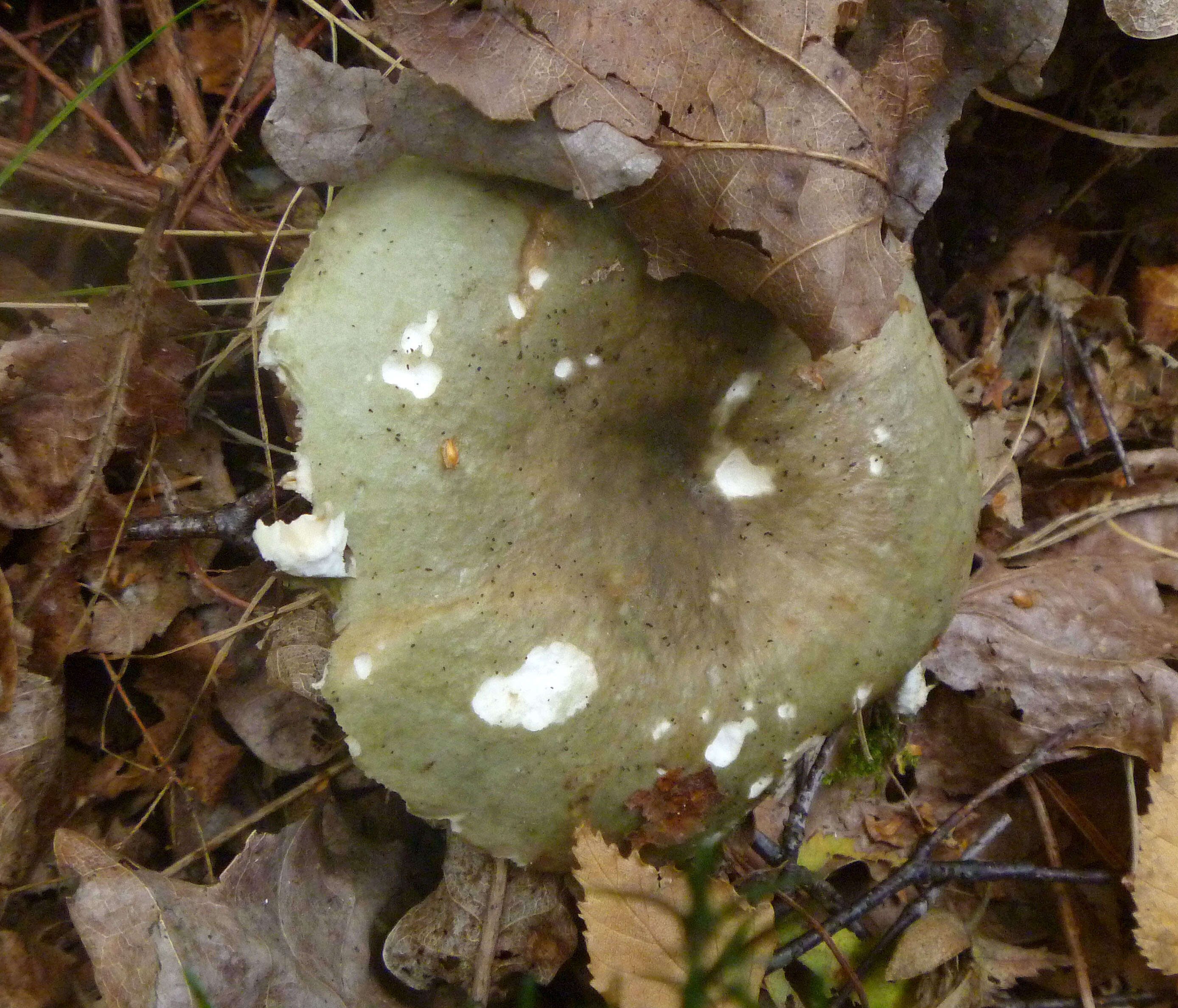 Sivun Russula furcata Pers. 1796 kuva