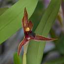 Image of Maxillaria praestans Rchb. fil.