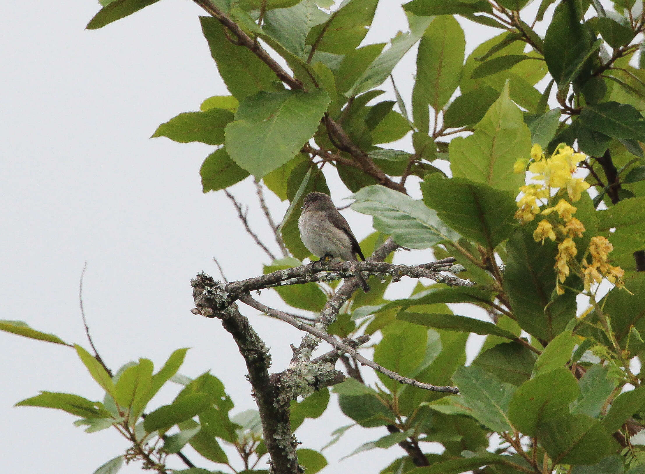 Image de GobeMouche gris