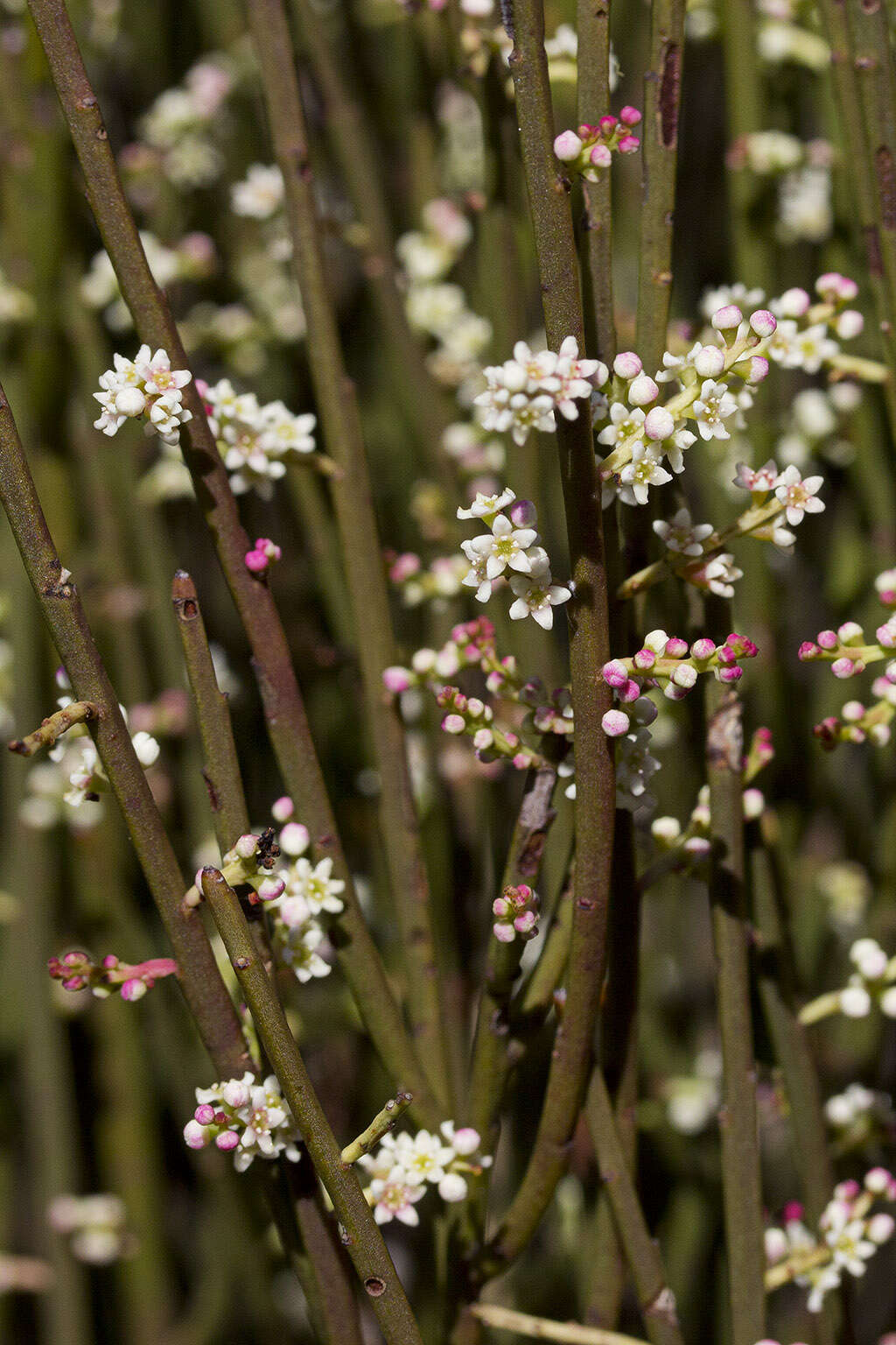 Image of Leptomeria