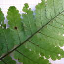 Image of spiny treefern
