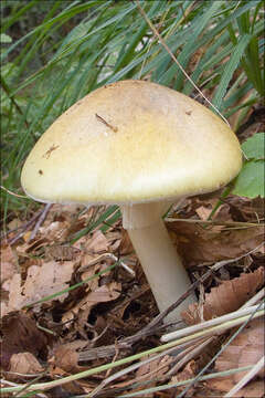 Image of Amanita