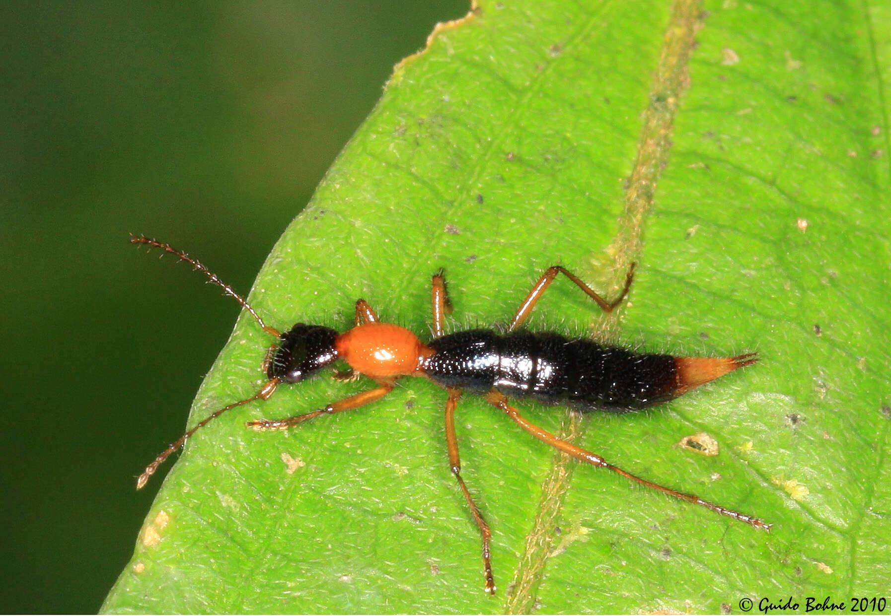 Image of Paederus (Heteropaederus) fuscipes Curtis 1826