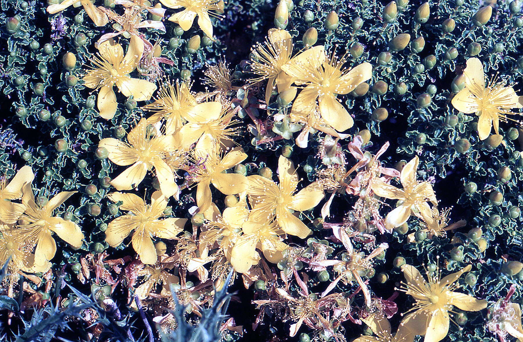 Sivun Hypericum balearicum L. kuva