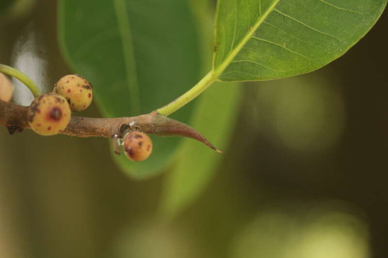 Image of Ficus
