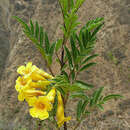 Imagem de Tecoma stans var. sambucifolia (Kunth) J. R. I. Wood