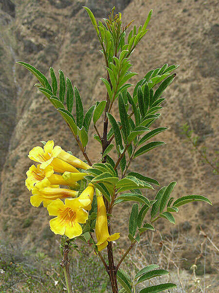 Image of Tecoma stans var. sambucifolia (Kunth) J. R. I. Wood