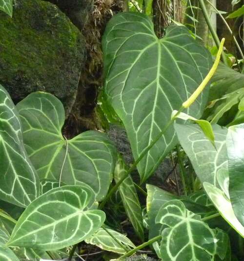 Imagem de Anthurium crystallinum Linden & André