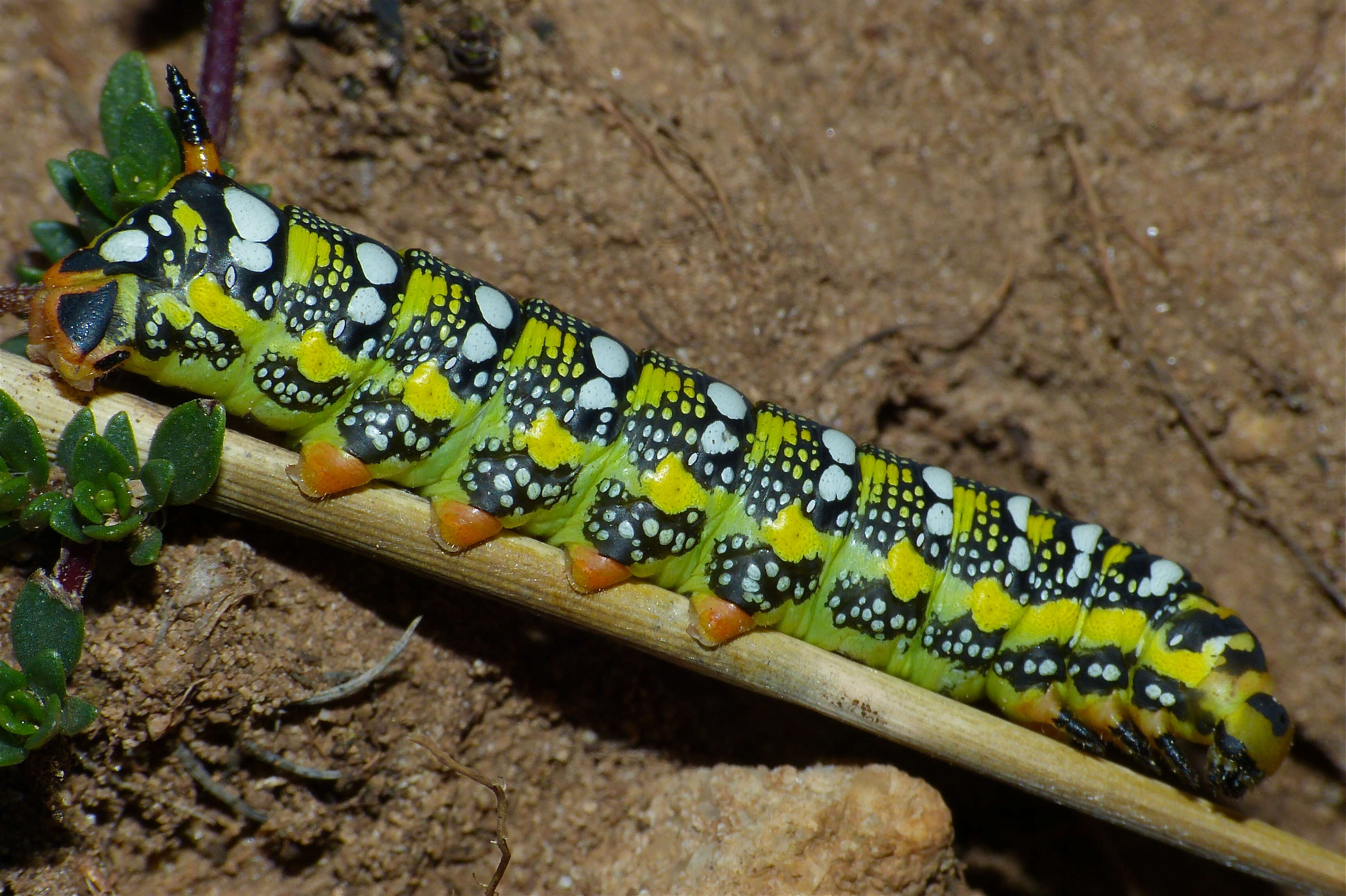 Image of Spurge Hawk Moth