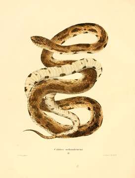 Image of Pine Snake