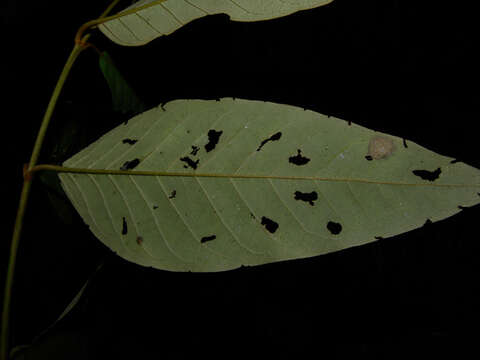 Слика од Vismia baccifera (L.) Triana & Planchon