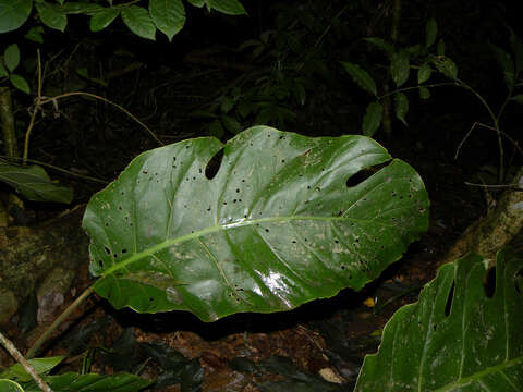 Image of Monstera dubia (Kunth) Engl. & K. Krause