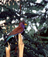 Image of Broad-billed Roller