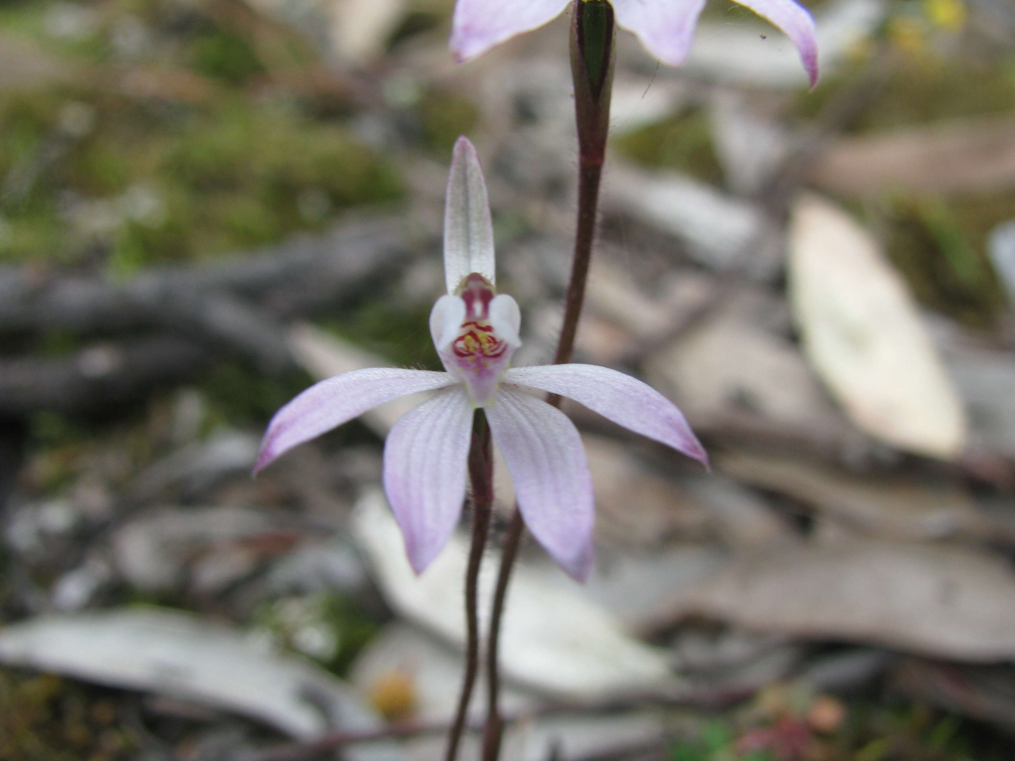 Image of Dusky fingers orchid