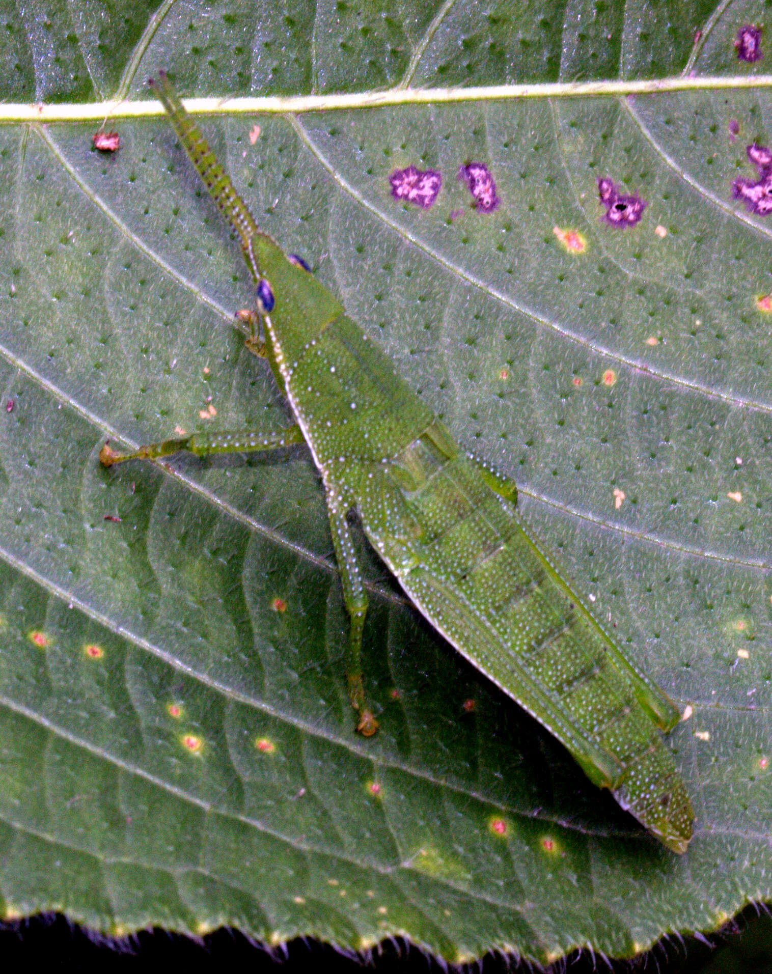 Image of Orthoptera