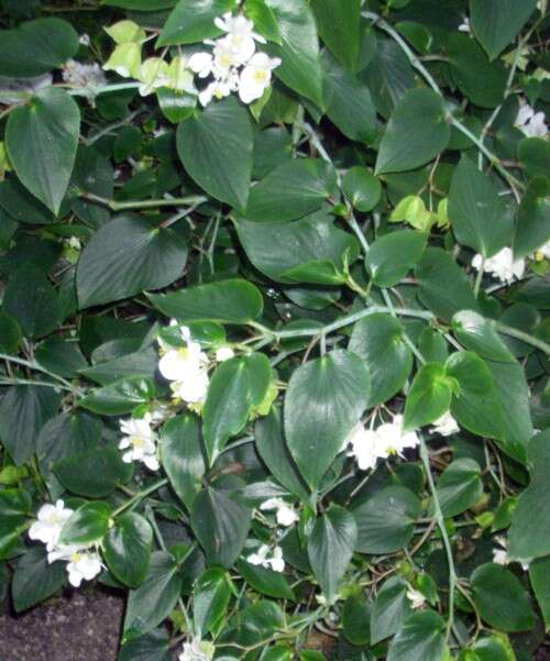 Image of Begonia descoleana L. B. Sm. & B. G. Schub.