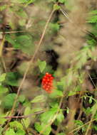 Image of Arum cylindraceum Gasp.