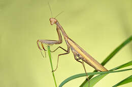 Image of Mantis