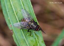 Sivun Dasyphora albofasciata (Macquart & Berthelot 1839) kuva