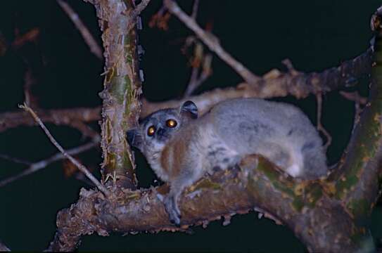 Image of white-footed sportive lemur