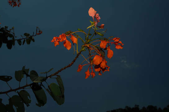 Image of Bauhinia coccinea (Lour.) DC.