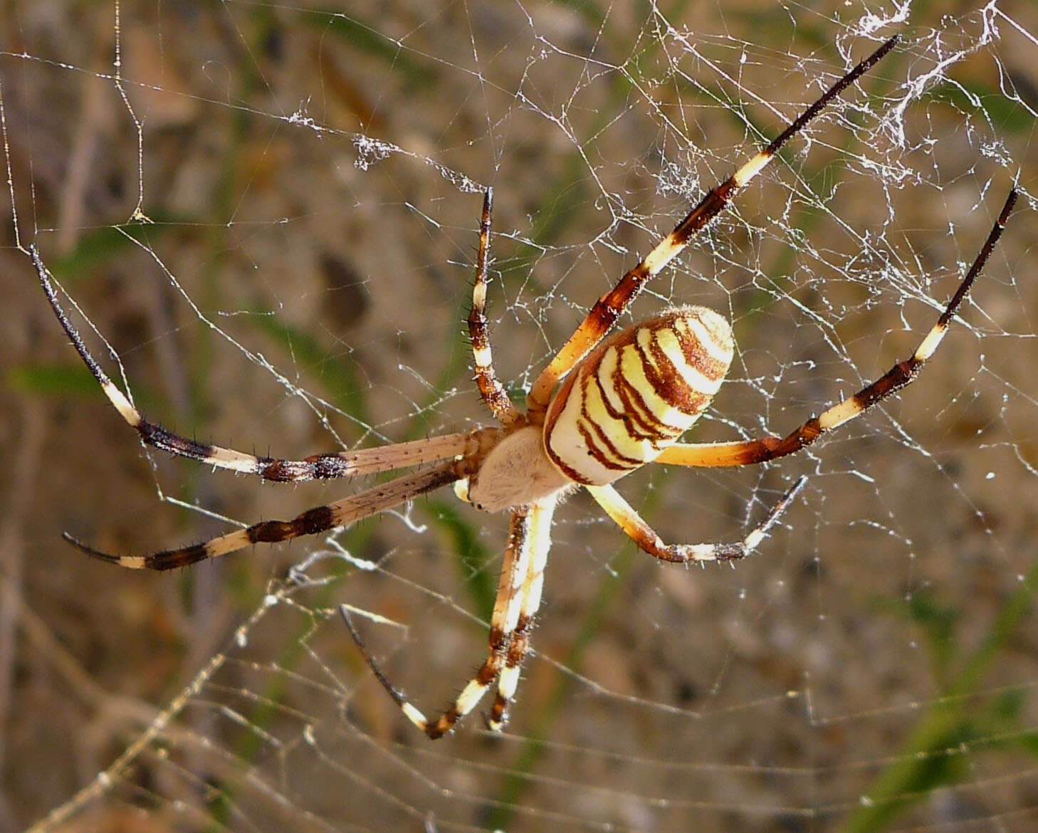 Imagem de Argiope bruennichi (Scopoli 1772)