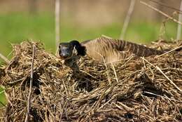 Image of Hawaiian goose