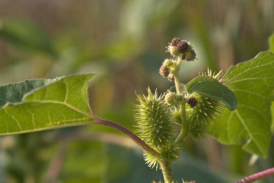 Imagem de Xanthium orientale L.