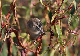 Image of Sedge Warbler